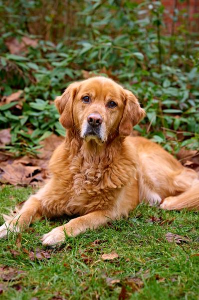 Golden Retriever Rüde Simba