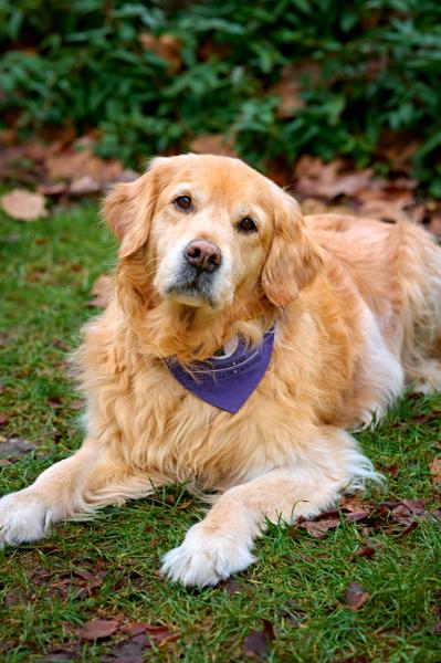 Golden Retriever Rüde Kalle