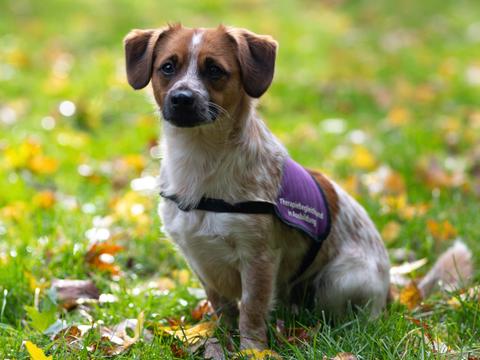 Therapiehund in Ausbildung: Haribo