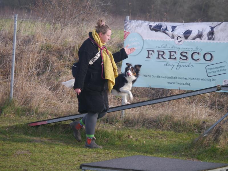Hundetraining