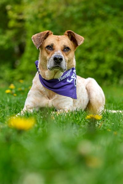  Therapiebegleithund Leo