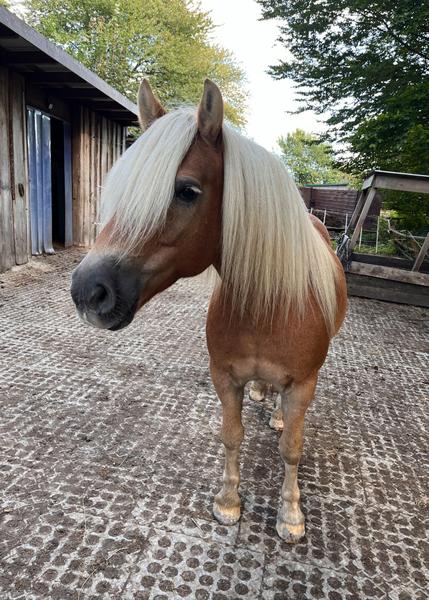 Luke, ein Haflinger Wallach