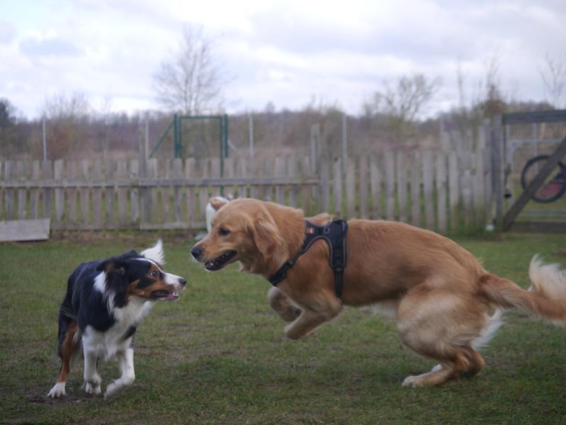 Zwei Hunde am spielen