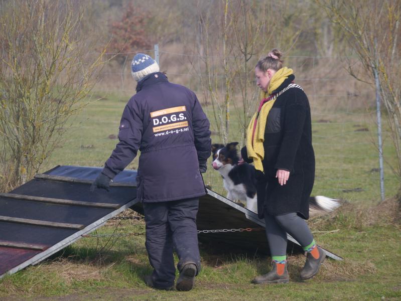 Hundetraining mit DOGS Kiel
