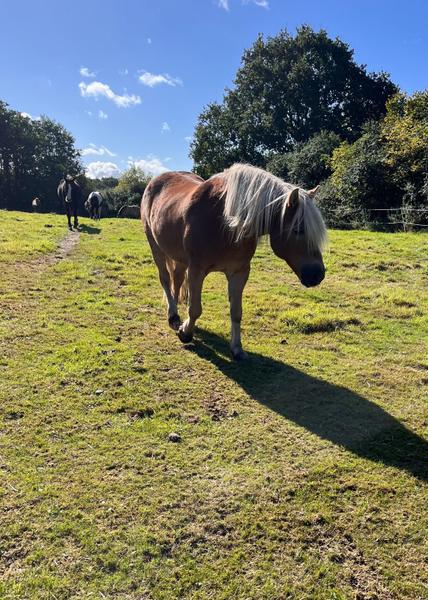 Haflinger Wallach auf der Koppel