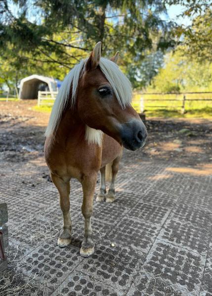 Haflinger Wallach Jahrgang 2011