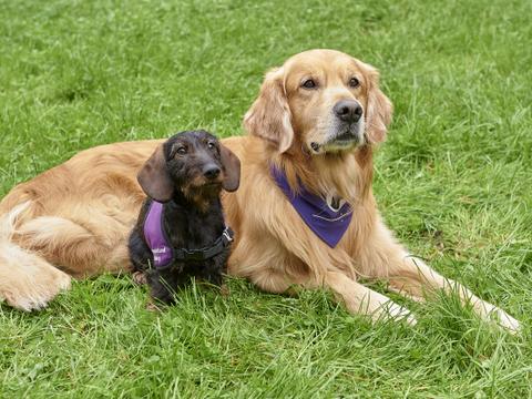 Therapiebegleithunde Karl und Fips