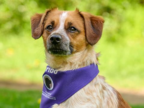Therapiehund in Ausbildung: Haribo