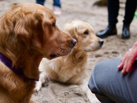 Simba und Kalle im Sand