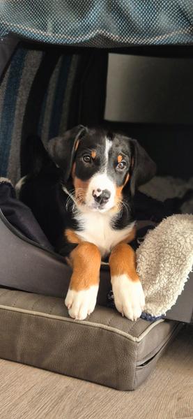 Bonnie - Appenzeller Sennenhund